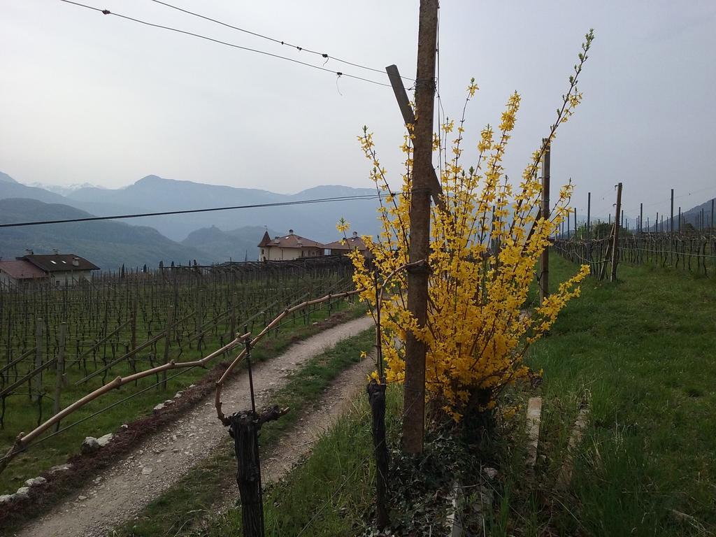 Wiesmüllerhof Caldaro sulla Strada del Vino Exterior foto